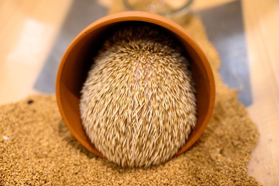 ハリネズミ