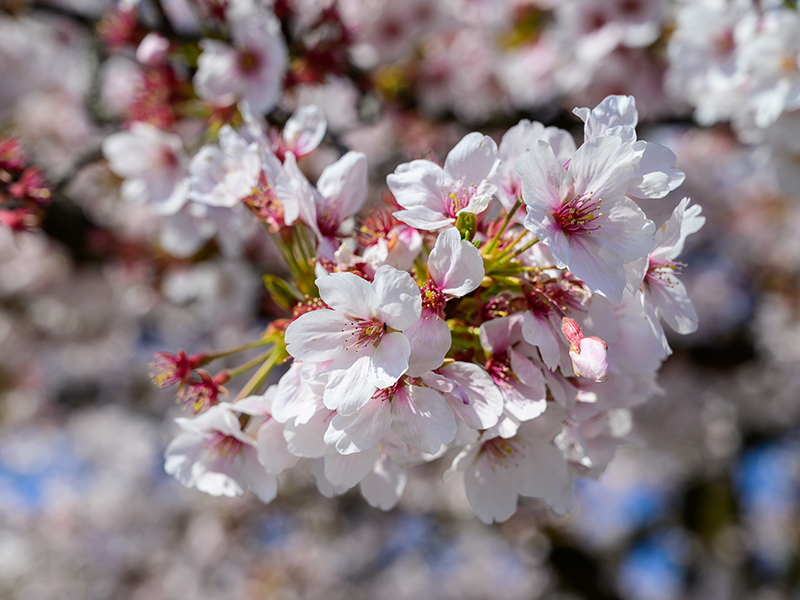 桜